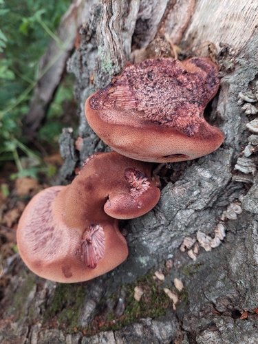 Beefsteak Polypore