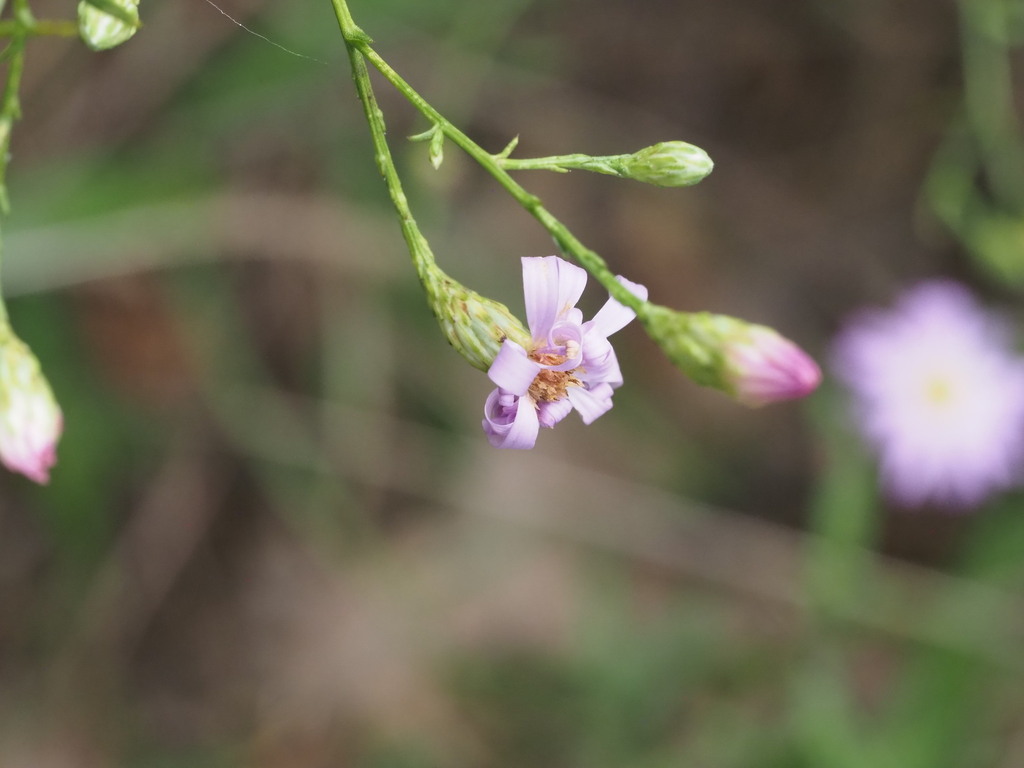 Symphyotrichum turbinellum; photograph (c) Kevin Faccenda, some rights reserved (CC BY)