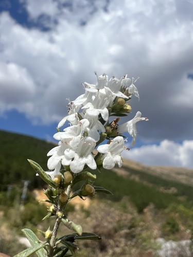 Satureja montana, photograph 2