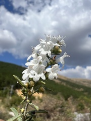 Satureja montana, photograph author not stated, no rights reserved