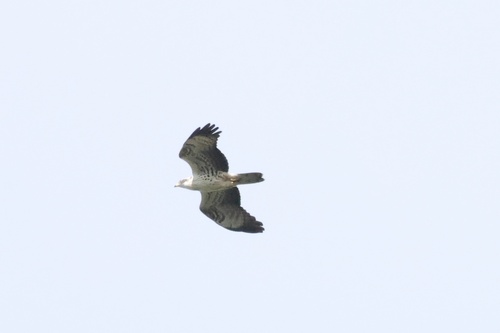 European Honey-buzzard