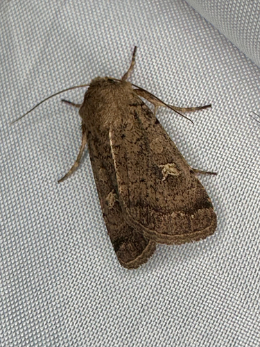 Square-spot Rustic