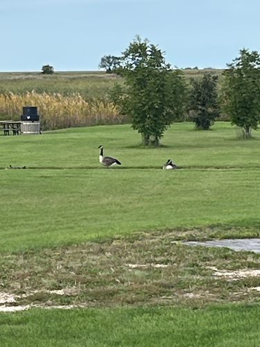 Canada Goose