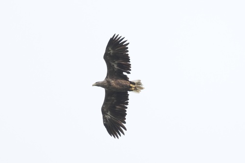 White-tailed Eagle