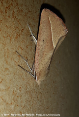 Compsoptera opacaria