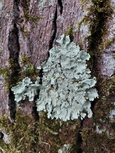 common greenshield lichen