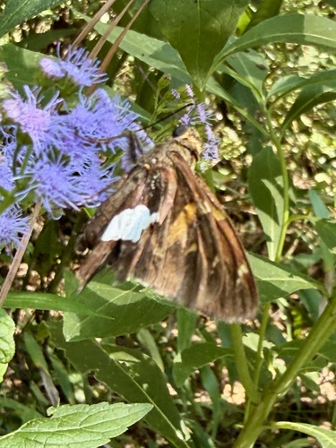 Silver-spotted Skipper