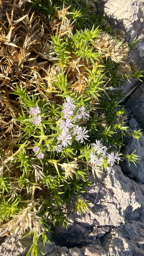Drypis spinosa, photograph 2