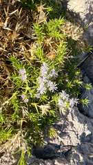 Drypis spinosa, photograph (c) mycoroco, some rights reserved (CC BY)