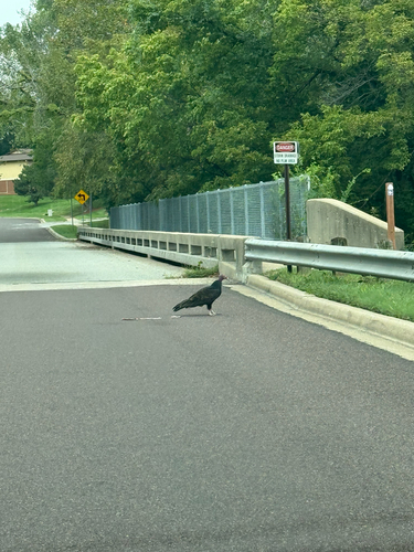 Turkey Vulture