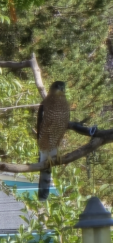 Cooper's Hawk