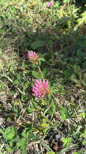 Red Clover