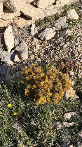Carlina corymbosa, photograph 2