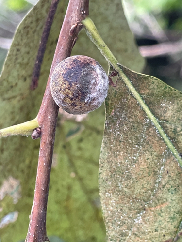 Oak Rough Bulletgall Wasp