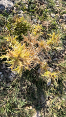 Carlina corymbosa