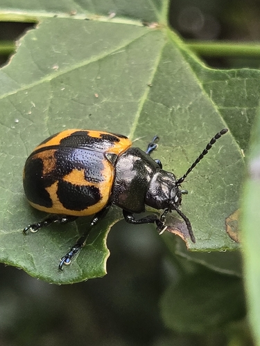 Swamp Milkweed Leaf Beetle