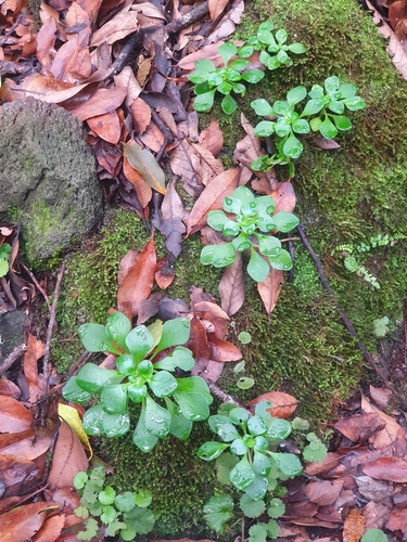 Aichryson divaricatum