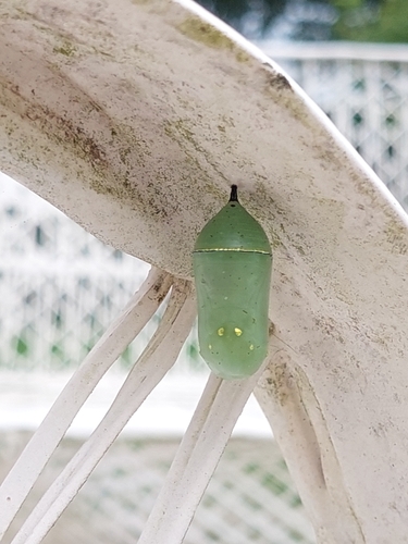 Monarch