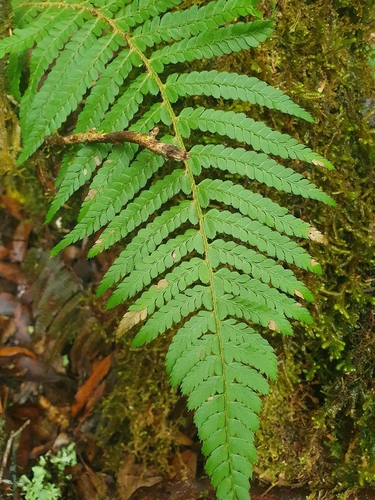 soft shield fern