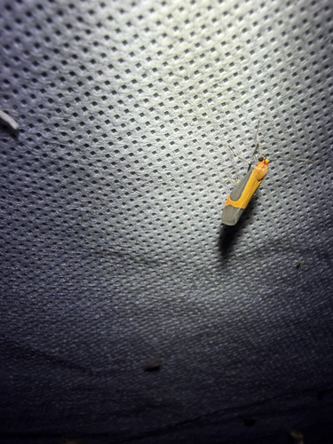 Angel Lichen Moth