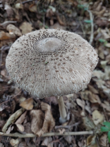 Parasol