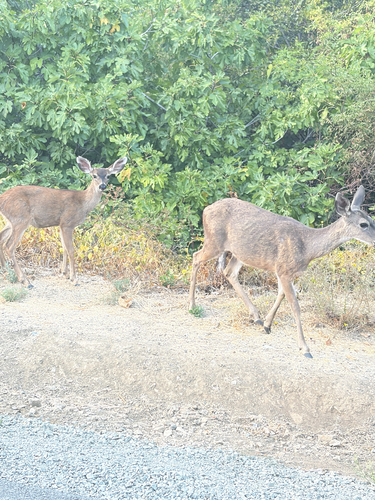 Mule Deer