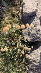 Marrubium incanum