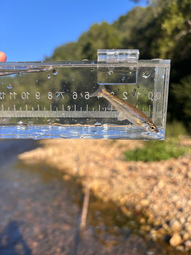 Ozark Minnow