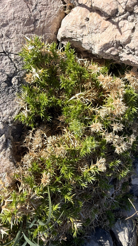 Drypis spinosa