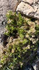 Drypis spinosa