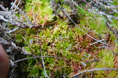 Sphagnum molle observed 2026-09-19