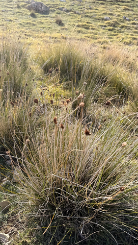 Schoenus nigricans