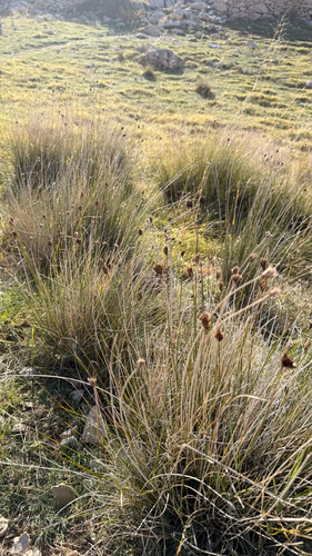 Schoenus nigricans, photograph 2