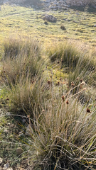(c) mycoroco, some rights reserved (CC BY) Schoenus nigricans, photograph (c) mycoroco, some rights reserved (CC BY)