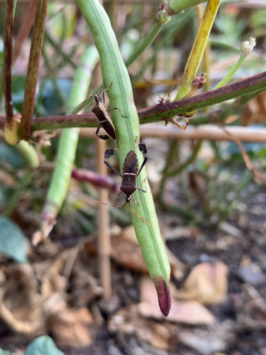 Eastern Leaf-footed Bug