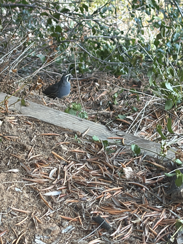 California Quail
