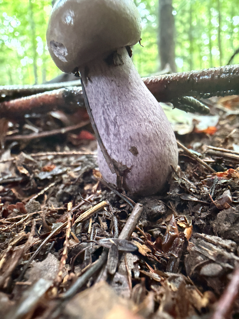 Violet Gray Bolete · September 2026 · photo: Photo: (c) Nat Gorka, some rights reserved (CC BY) · iNaturalist