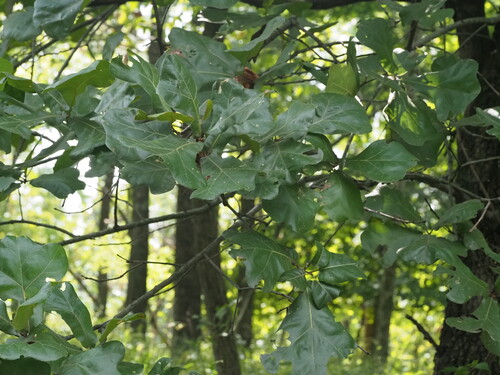 Quercus marilandica