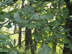 Quercus marilandica
