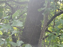 Quercus marilandica, photograph (c) Kevin Faccenda, some rights reserved (CC BY)