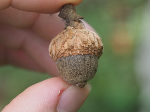 Quercus marilandica, photograph 2