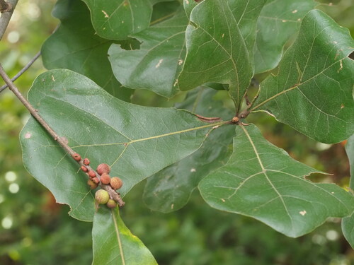 Quercus marilandica, photograph 3