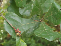 Quercus marilandica, photograph (c) Kevin Faccenda, some rights reserved (CC BY)