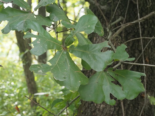Quercus marilandica, photograph 4