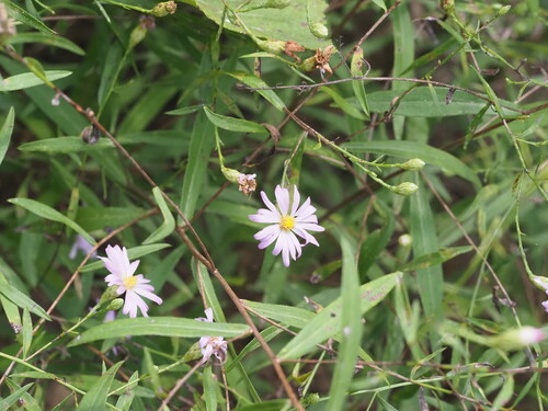 Symphyotrichum turbinellum, photograph 6