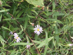 Symphyotrichum turbinellum, photograph (c) Kevin Faccenda, some rights reserved (CC BY)