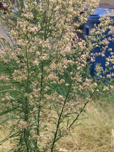 horseweed