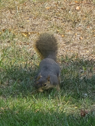 Eastern Fox Squirrel
