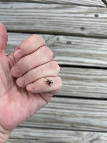 Twin-flagged Jumping Spider