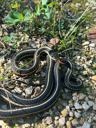 Red-sided Garter Snake